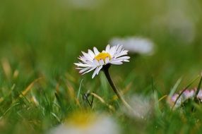 small white daisy in a field close-up on blurred background