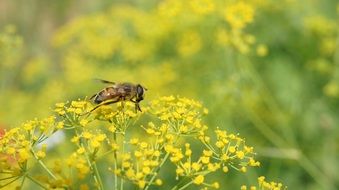 Flowers Bee