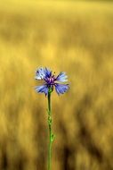 cornflower is a small blue flower