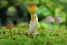 toxic moist mushrooms in the forest