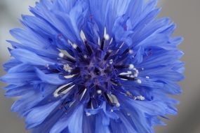 closeup picture of cornflower is a blue flower