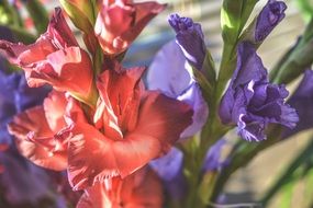 colorful gladiolus closeup