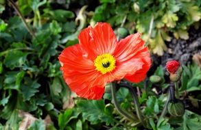 Red Poppy Blossom in a garden