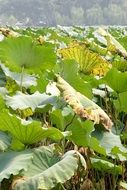 leaves of water lilies