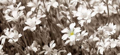 picturesque Star Daisies Flowers