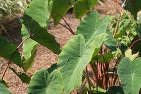 Horticulture in the garden