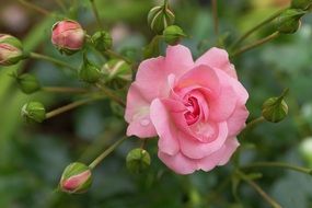 pink rose with buds on a bush close-up