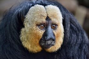 Saki Monkey or Pithecia