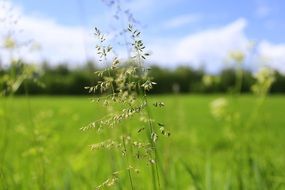 Grass in summer