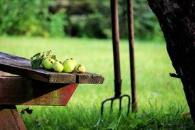 green apples on a bench under a tree