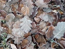 frozen autumn brown leaves close-up
