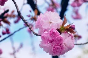 Pink Blossoms Tree