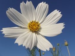 white cosmos flower against a blue sky
