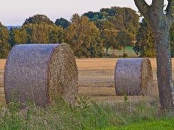 straw bales on the field at dusk