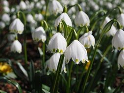 white delicate snowdrops