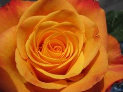 closeup view of romantic orange rose bud