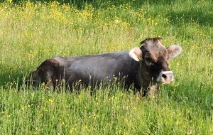 Cow Meadow