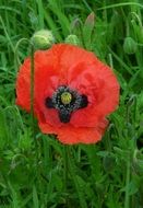 striking Poppy Flower