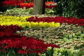 Beautiful and colorful tulip flowers in the garden with the tree on landscape