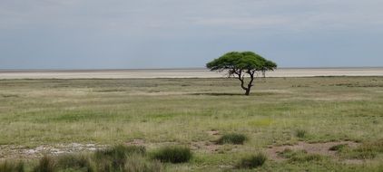 lonely desert tree in Namibia