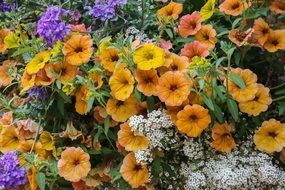 bright garden flowers close up