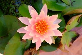 pale pink lotus is a special flower