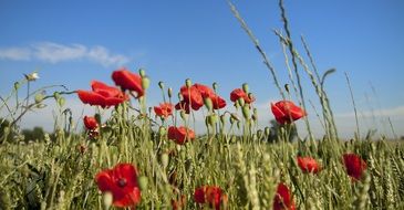 red poppy flowers in the meadow