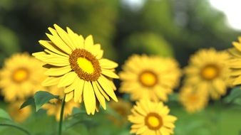 Yellow sunflower field