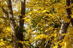 Yellow Leaves on trees at Fall