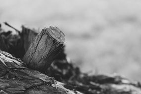 black and white photo of driftwood on the beach