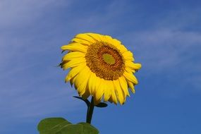 yellow sunflower against a clear blue sky