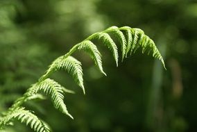 Green plant in a forest