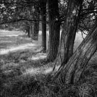 Trees Black And White photo