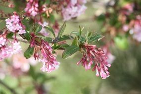 spring flowers bloom