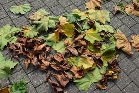 dry autumn foliage on the pavement