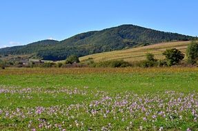 landscape of spring flowering meadow