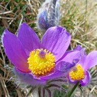 Purple flower bloom nature macro photo