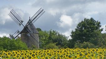 retro windmill and a field of sunflowers