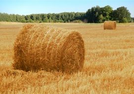Hay bales on harvested grain Field