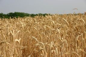 golden rye on the field in autumn