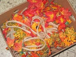autumn scenery for a flower shop