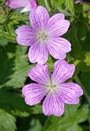 purple flowers of Malta with green leaves