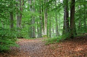 path in the dense forest