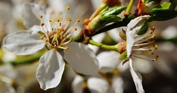 white apple tree blossoms
