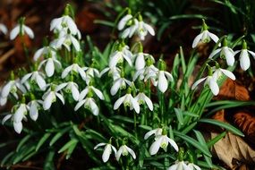 white snowdrops in dry foliage