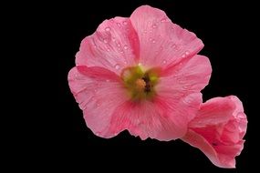 Pink Mallow Blossom