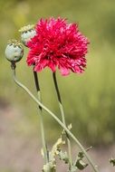 red bud and poppy seeds