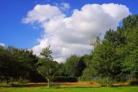 green trees under white clouds