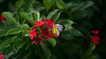 colorful tropical butterfly on Red Flower