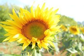 sunflower on a sunny day close-up